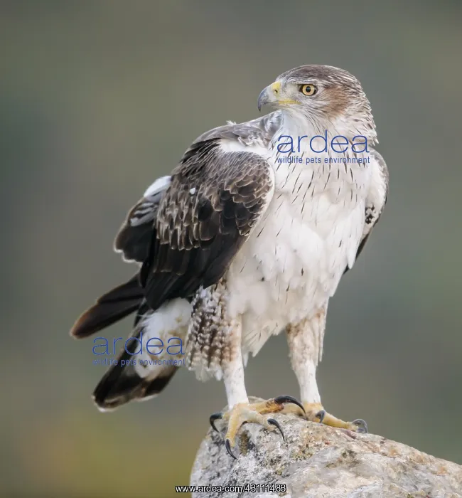 : Bonelli's Eagle : Bonelli's Eagle