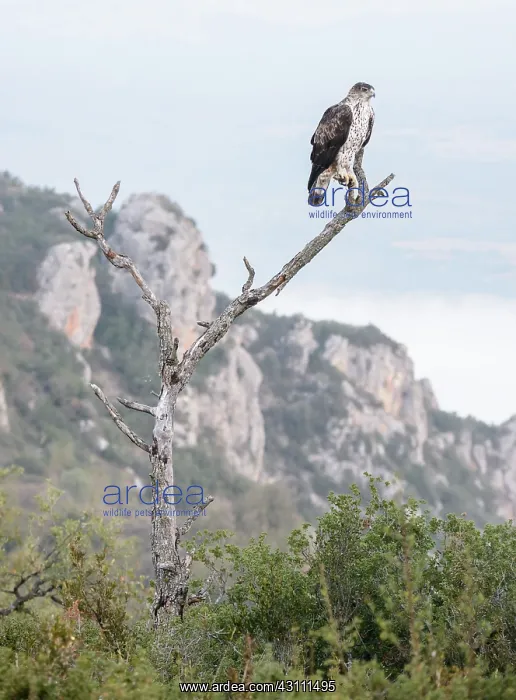 : Bonelli's Eagle : Bonelli's Eagle