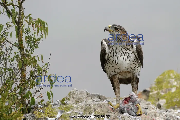 : Bonelli's Eagle : Bonelli's Eagle