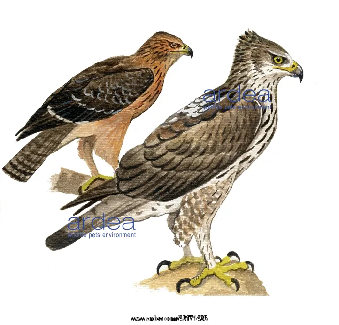 : Bonelli's Eagle : Bonelli's Eagle