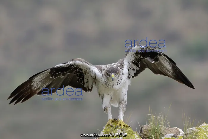 : Bonelli's Eagle : Bonelli's Eagle