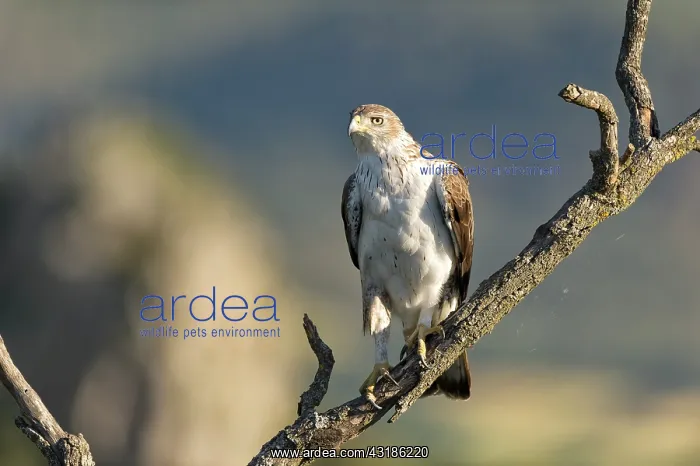 : Bonelli's Eagle : Bonelli's Eagle