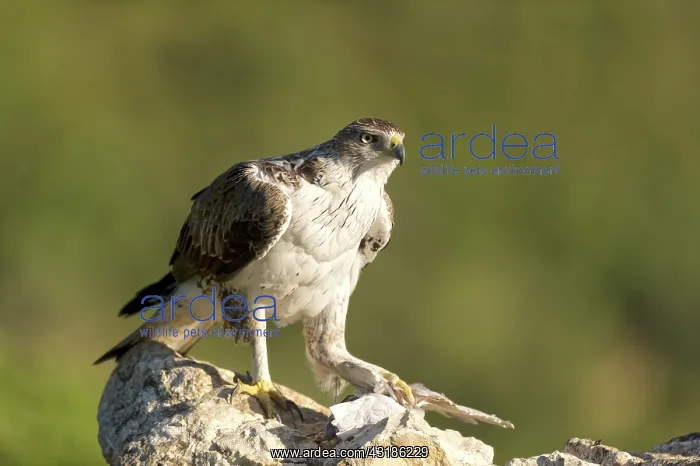 : Bonelli's Eagle : Bonelli's Eagle