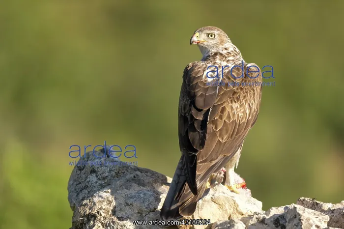 : Bonelli's Eagle : Bonelli's Eagle