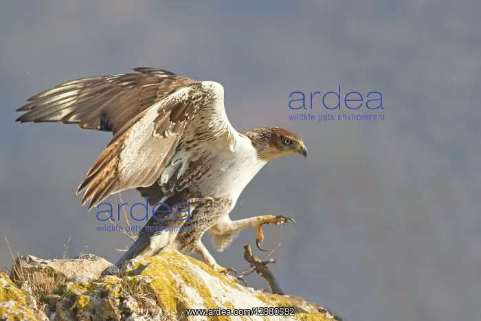 : Bonelli's Eagle - adult male : Bonelli's Eagle - adult male