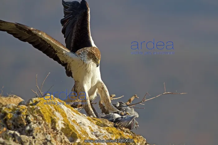 : Bonelli's Eagle - adult male attacking Rock Dove : Bonelli's Eagle - adult male attacking Rock Dove
