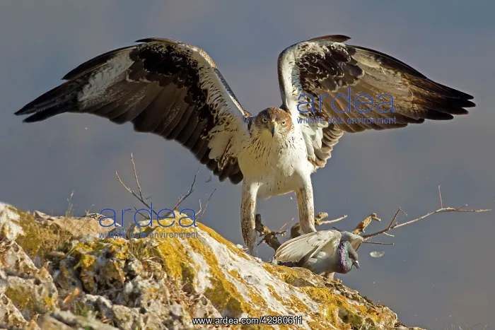: Bonelli's Eagle - adult male attacking Rock Dove : Bonelli's Eagle - adult male attacking Rock Dove