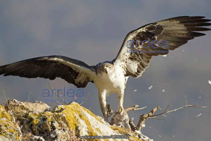 : Bonelli's Eagle - adult male attacking Rock Dove : Bonelli's Eagle - adult male attacking Rock Dove