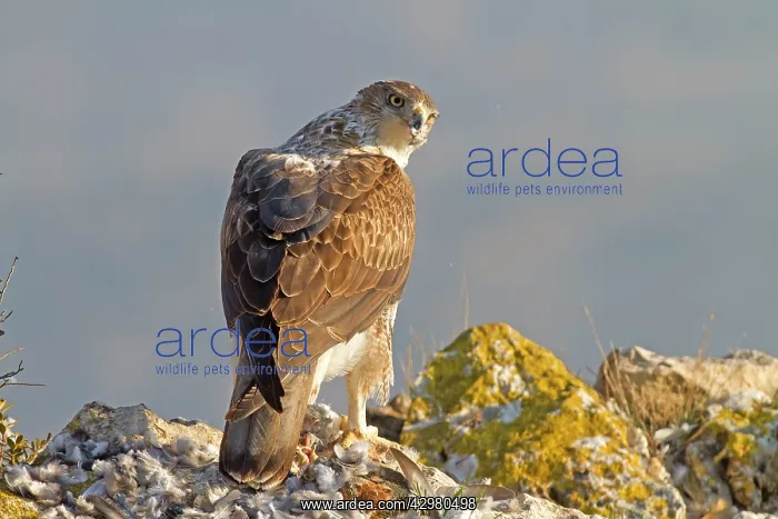 : Bonelli's Eagle - adult male feeding on Rock Dove : Bonelli's Eagle - adult male feeding on Rock Dove