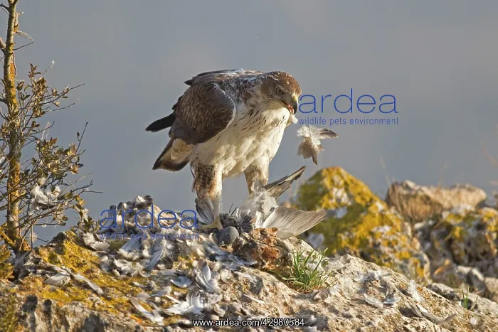 : Bonelli's Eagle - adult male feeding on Rock Dove : Bonelli's Eagle - adult male feeding on Rock Dove