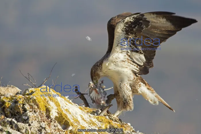 : Bonelli's Eagle - adult male feeding on Rock Dove : Bonelli's Eagle - adult male feeding on Rock Dove