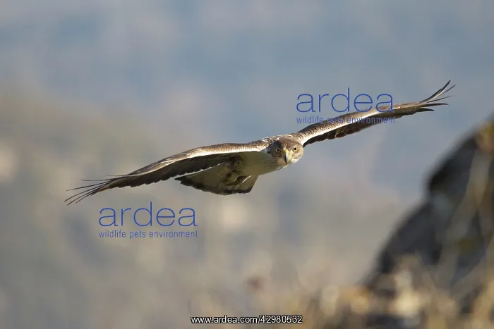 : Bonelli's Eagle - adult male in flight : Bonelli's Eagle - adult male in flight