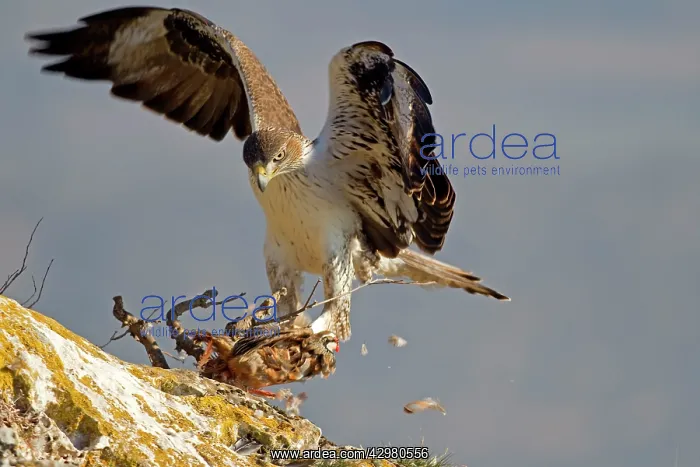 : Bonelli's Eagle - adult male with Red-legged Partridge : Bonelli's Eagle - adult male with Red-legged Partridge