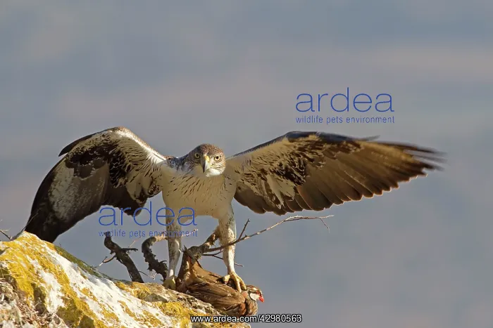 : Bonelli's Eagle - adult male with Red-legged Partridge : Bonelli's Eagle - adult male with Red-legged Partridge