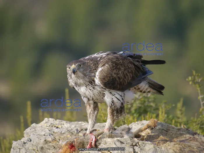 : Bonelli's Eagle -ae male with prey (Red Legged Partridge) : Bonelli's Eagle -ae male with prey (Red Legged Partridge)