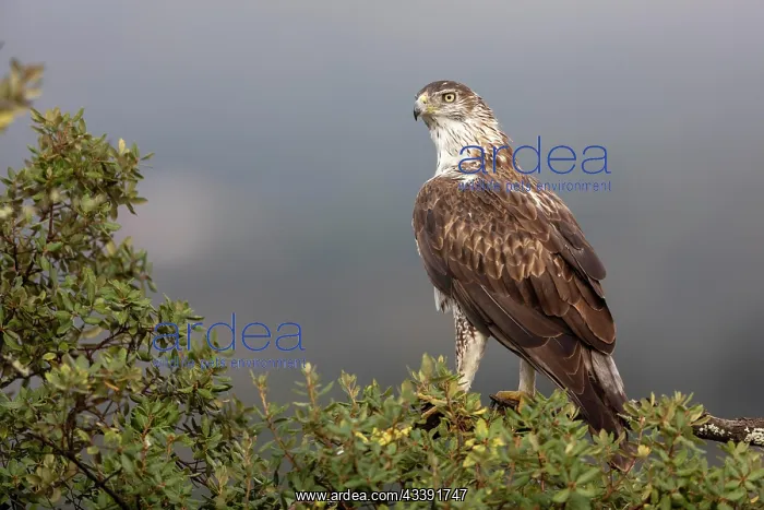 : Bonellis eagle (Aquila fasciata), adult, on branch : Bonellis eagle (Aquila fasciata), adult, on branch