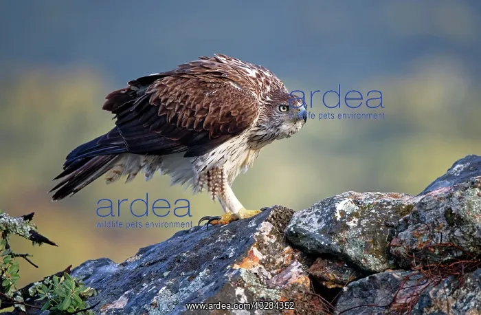 : Bonelli's eagle (Aquila fasciata), standing puffed : Bonelli's eagle (Aquila fasciata), standing puffed