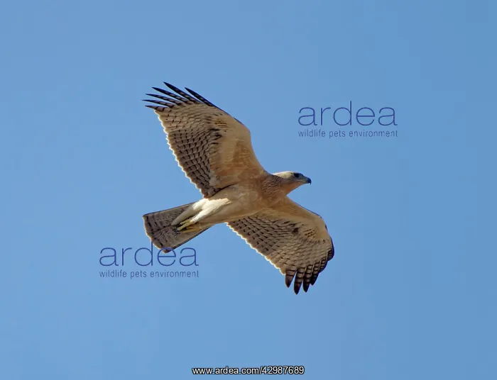 : Bonelli's Eagle - juvenile in flight - October : Bonelli's Eagle - juvenile in flight - October