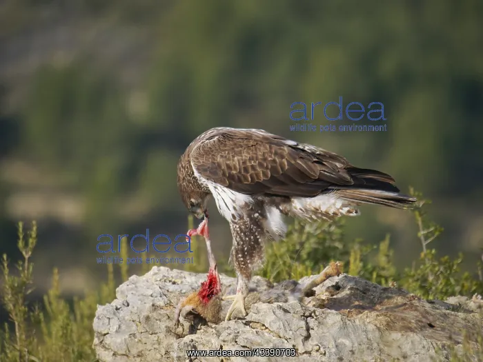 : Bonelli's Eagle - male with prey (Red Legged Partridge) : Bonelli's Eagle - male with prey (Red Legged Partridge)