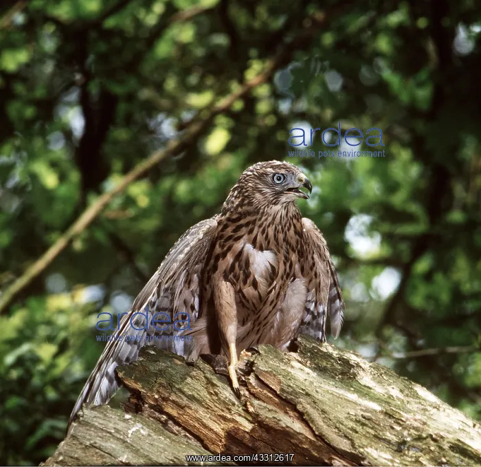 : Bonelli's Eagle - perched on tree stump : Bonelli's Eagle - perched on tree stump