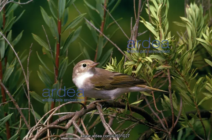 : Bonellis Warbler : Bonellis Warbler