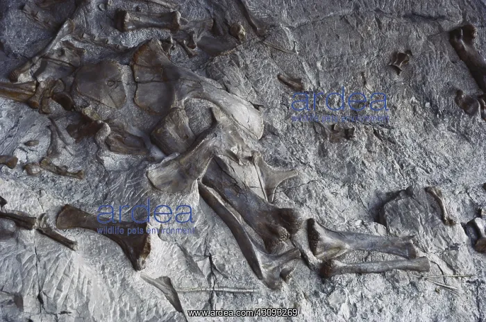 : Bones at Dinosaur National Monument : Bones at Dinosaur National Monument
