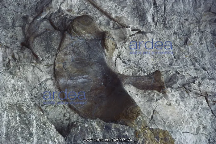 : Bones at Dinosaur National Monument : Bones at Dinosaur National Monument