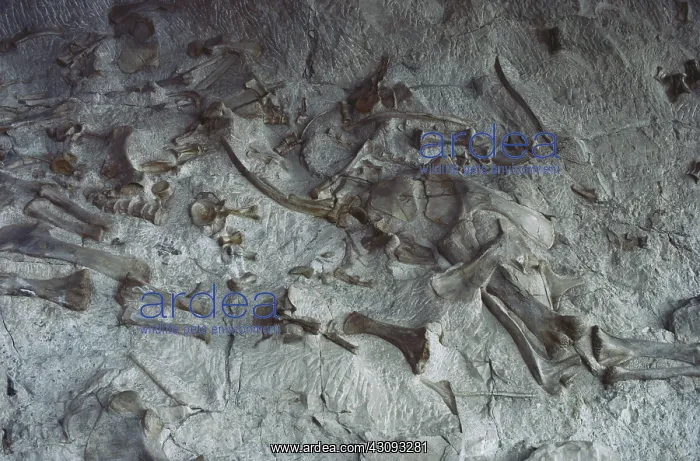 : Bones at Dinosaur National Monument : Bones at Dinosaur National Monument