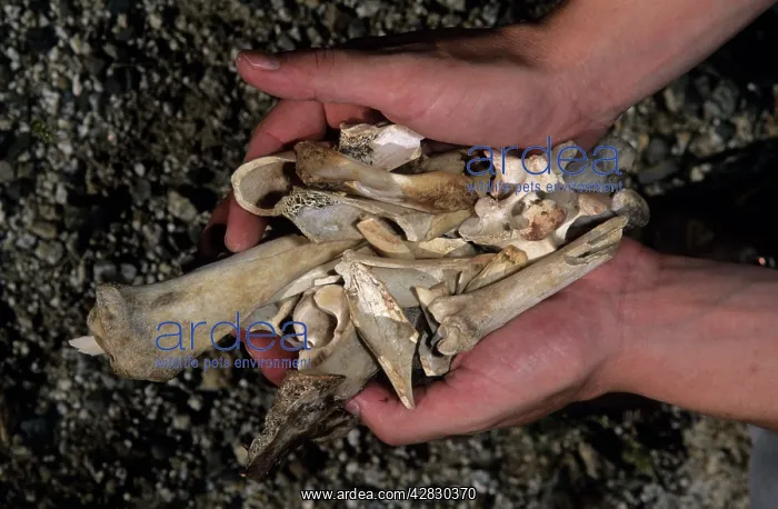  : Bones dropped by Bearded Vultures  /  Lammergeier