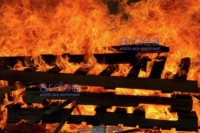 : Bonfire. The flames of a bonfire : Bonfire. The flames of a bonfire