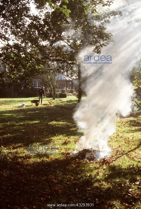 : Bonfire of autumn leaves : Bonfire of autumn leaves