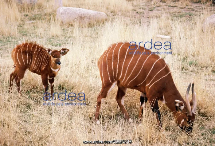 : Bongo Antelope - Female wth young : Bongo Antelope - Female wth young