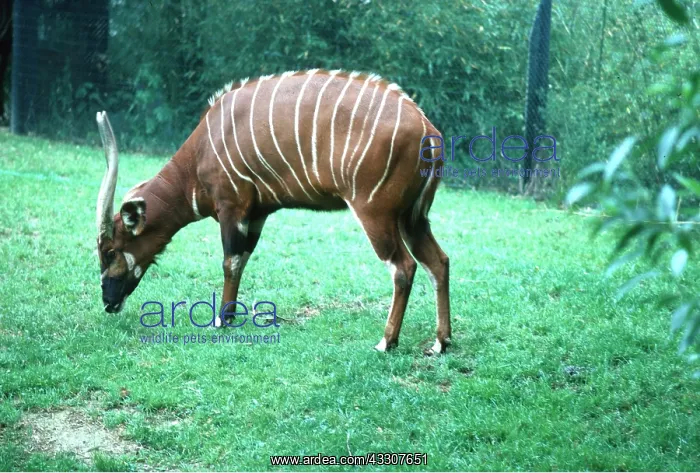 : BONGO ANTELOPE - grazing : BONGO ANTELOPE - grazing