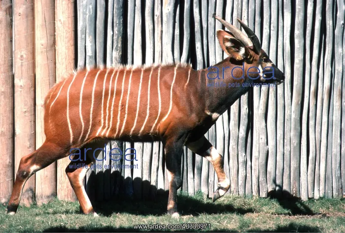 : BONGO ANTELOPE - male : BONGO ANTELOPE - male