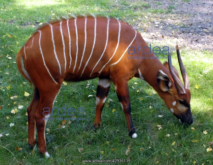 : Bongo Antelope - Male feeding on grass : Bongo Antelope - Male feeding on grass