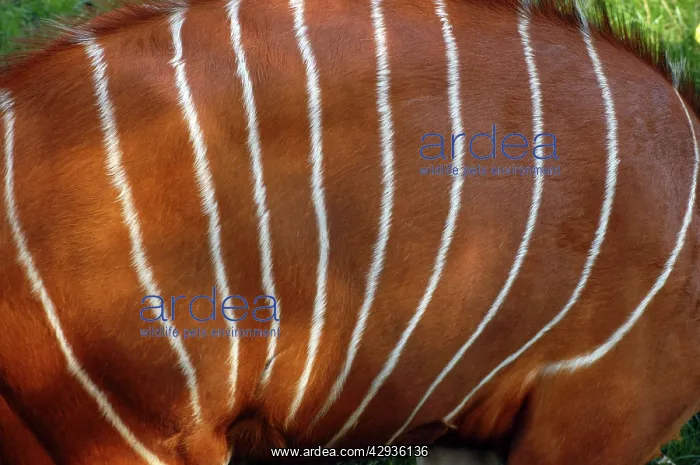 : Bongo Antelope - male, showing markings / stripes : Bongo Antelope - male, showing markings / stripes