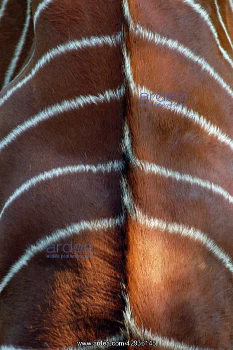 : Bongo Antelope - stripes, Male : Bongo Antelope - stripes, Male