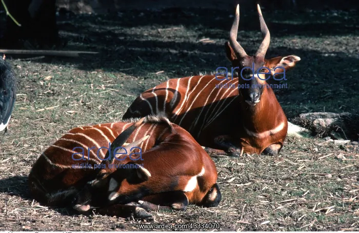 : BONGO ANTELOPE - x two : BONGO ANTELOPE - x two