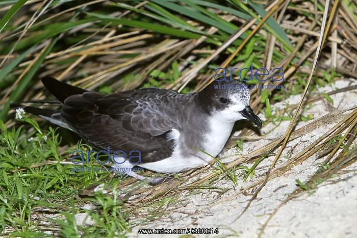 : Bonin Petrel : Bonin Petrel