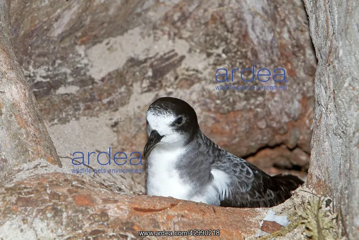 : Bonin Petrel : Bonin Petrel
