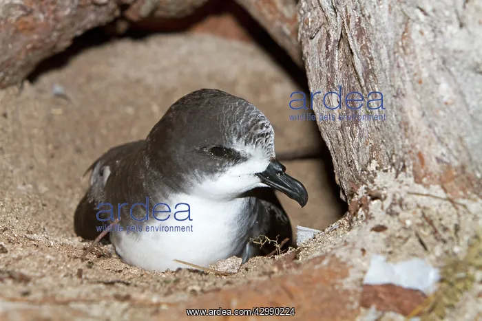 : Bonin Petrel : Bonin Petrel