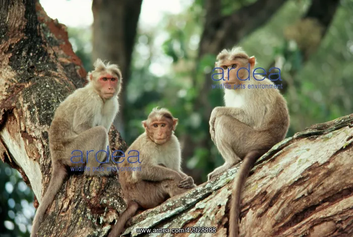 : Bonnet Macaque : Bonnet Macaque