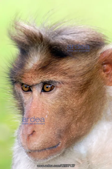 : Bonnet Macaque : Bonnet Macaque