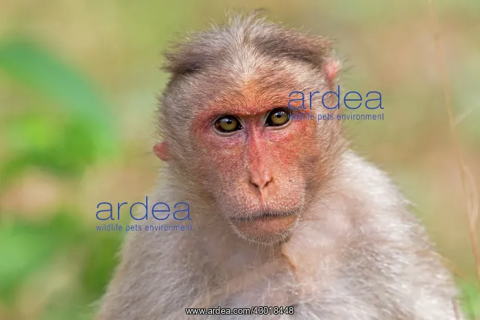 : Bonnet Macaque adult : Bonnet Macaque adult