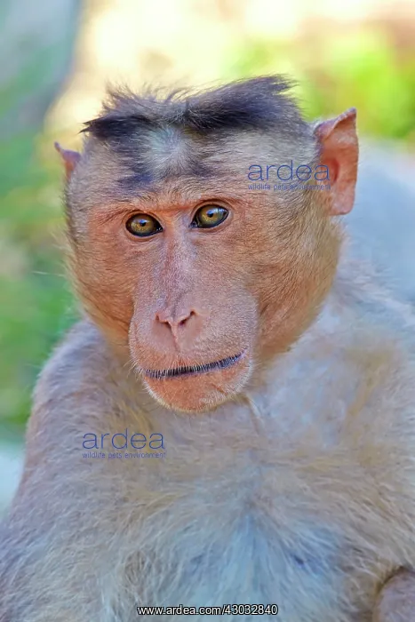  : Bonnet Macaque adult male