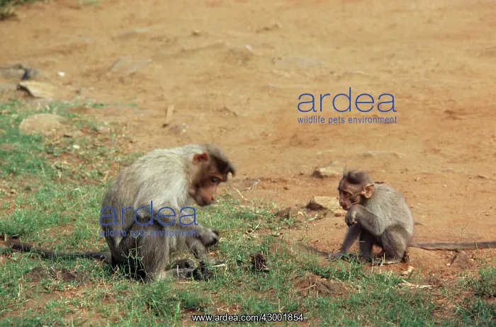 : Bonnet Macaque - adult and young foraging : Bonnet Macaque - adult and young foraging
