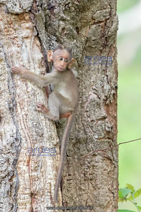 : Bonnet Macaque baby : Bonnet Macaque baby