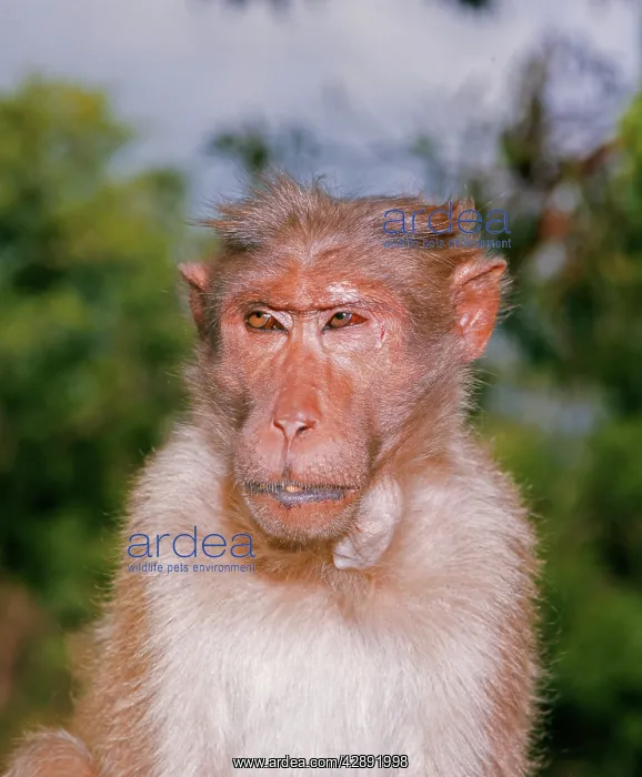 : Bonnet Macaque Monkey : Bonnet Macaque Monkey