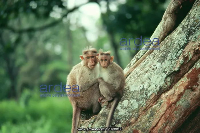 : Bonnet Macaque Monkey - and young : Bonnet Macaque Monkey - and young