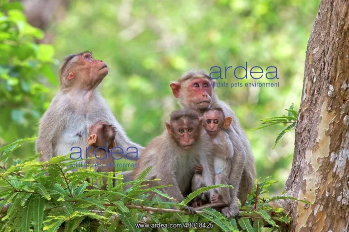 : Bonnet Macaque mother and baby : Bonnet Macaque mother and baby